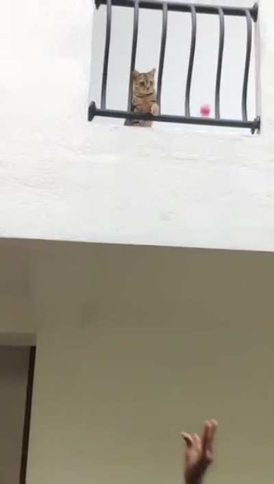 Playing cat on a budget ?