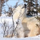 This little polar bear learning to balance with the help of his mama and a bush.