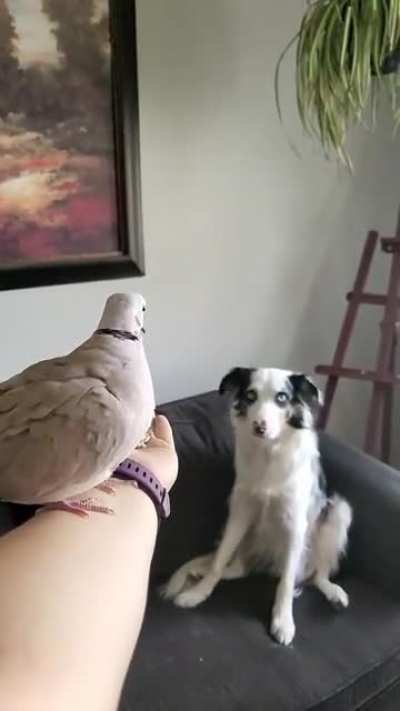 Milo's reaction in the background makes the whole clip. ?❤