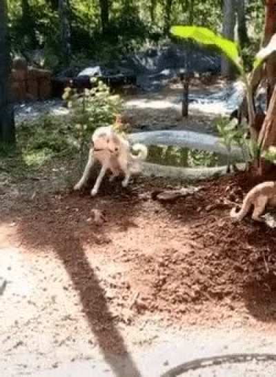 The cat didn't expect his new special finishing move