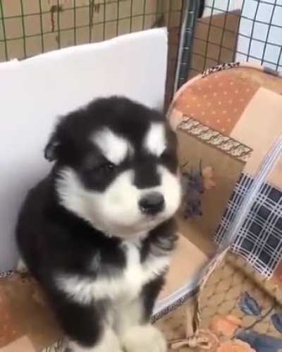 I just can't....my heart ?
