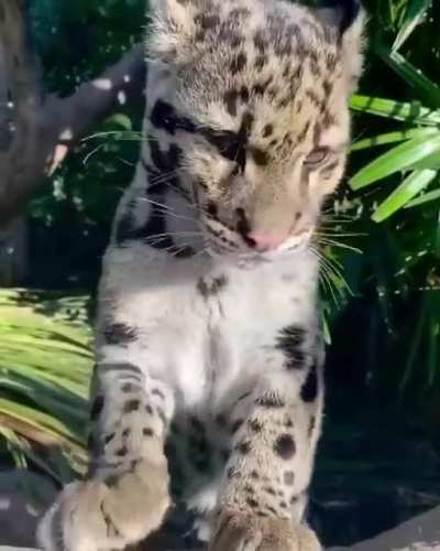 ? Clouded Leopard grooming itself ?