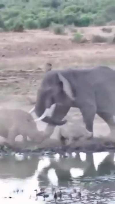 ? Elephant VS Rhino defending calf