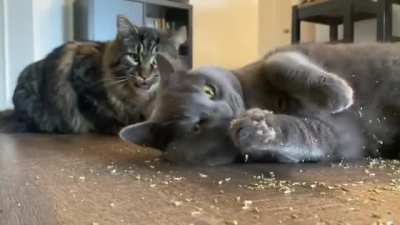 CATNIIIIIP!