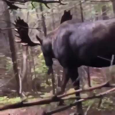 ? Man hides behind a tree hiding from a Moose strolling through the forest.