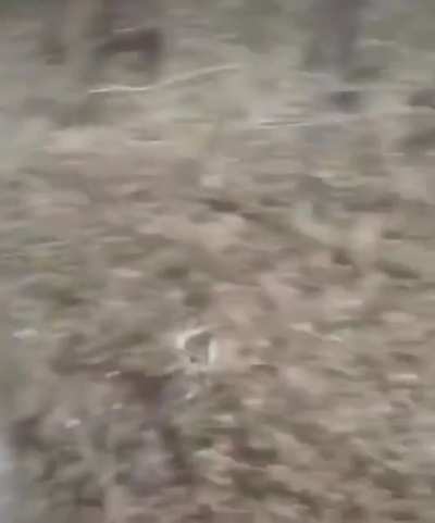 Deer God