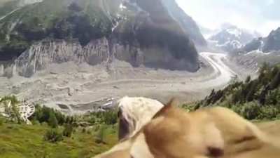 ? An eagle with a camera attached to it in the Alps