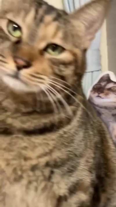 Am I a joke to you?