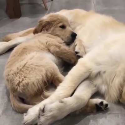 Snuggle buddies