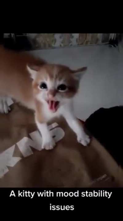 A Confused Kitty ?