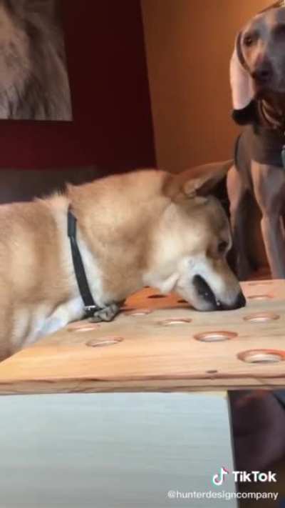 Dont make the doggo mad?