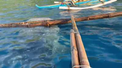 ?Butanding Whale Shark in Oslob, Cebu