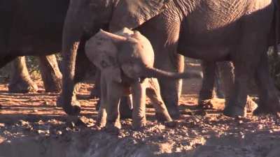 ? A baby elephant testing out their trunk for the first time ?