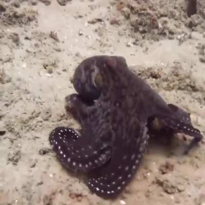 ? This is how Octopuses use camouflage in the wild.
