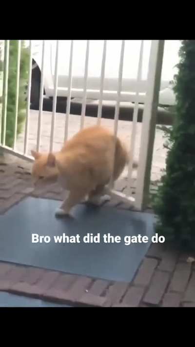 Orange cats on a normal day