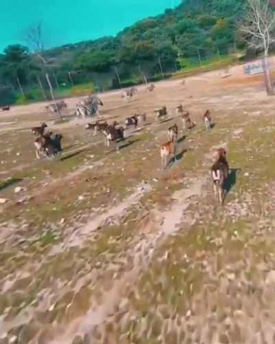 This goat just kicked a drone