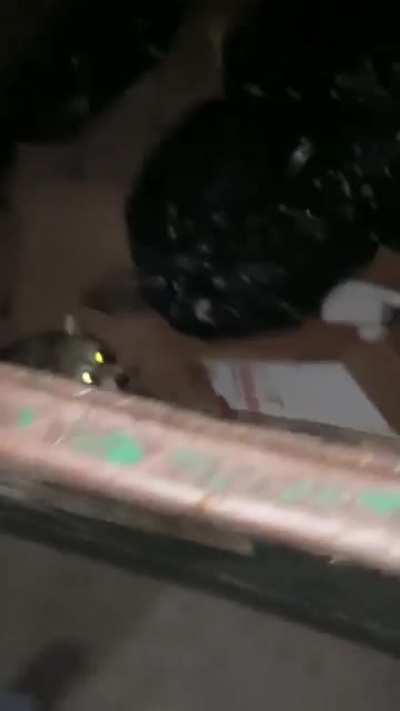Helping A Racoon