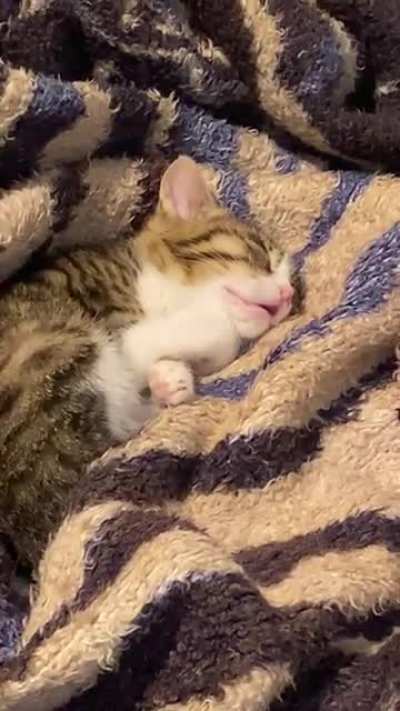Found this little guy in the streets near my house being cold and alone. Fed him, cleaned him up and now he is having the nap of his life lol! ??