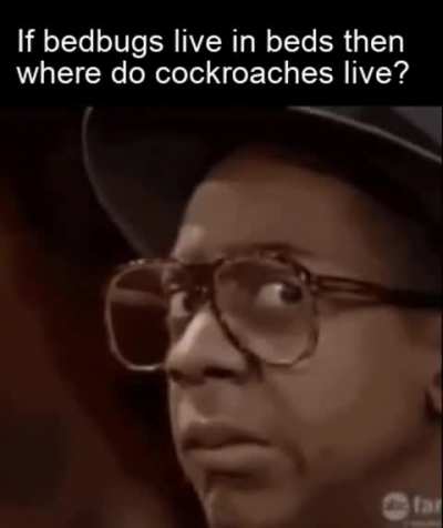 I've never seen a cockroach before... ?