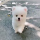 If you're a DOG LOVER, this video can make your day! Aww too cute!?