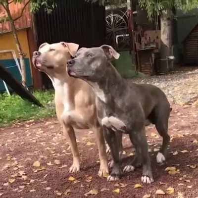 Well trained dogs