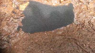 Tiny pool full of thousands of strange insects