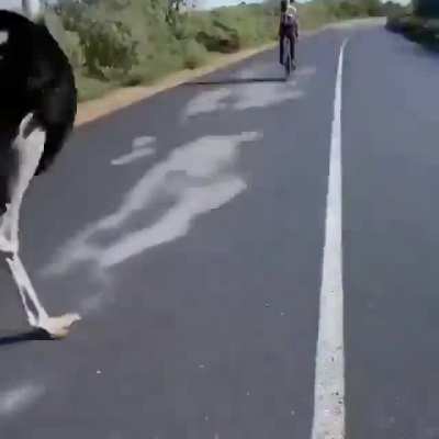 ? An ostrich running along with some bicycling humans