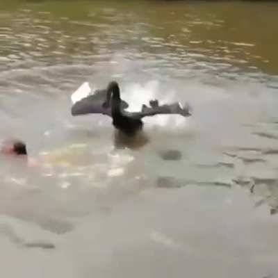 Swimmer didn't realize that he joined the "whackamole" game for birds