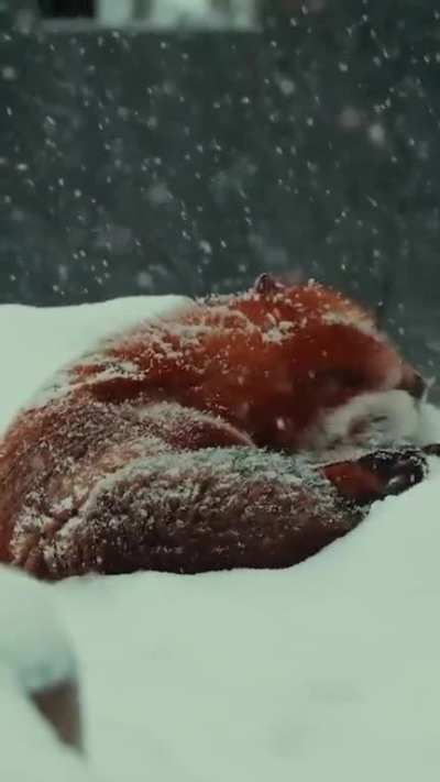 ? The foxes are loving the fresh powder snow.. ? IG: zookeeper.tryg