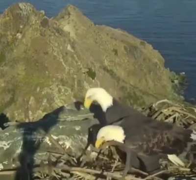 ? A pair of bald eagles getting into an argument while constructing their nest ?