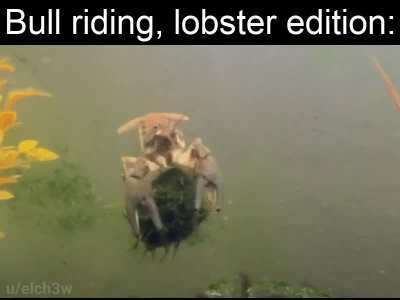 Can I get a YEE-CLAW