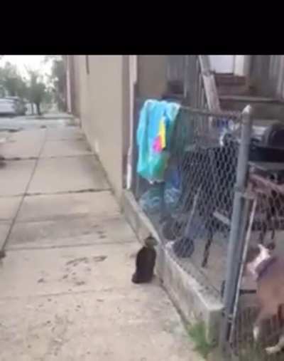 That’s one bad cat