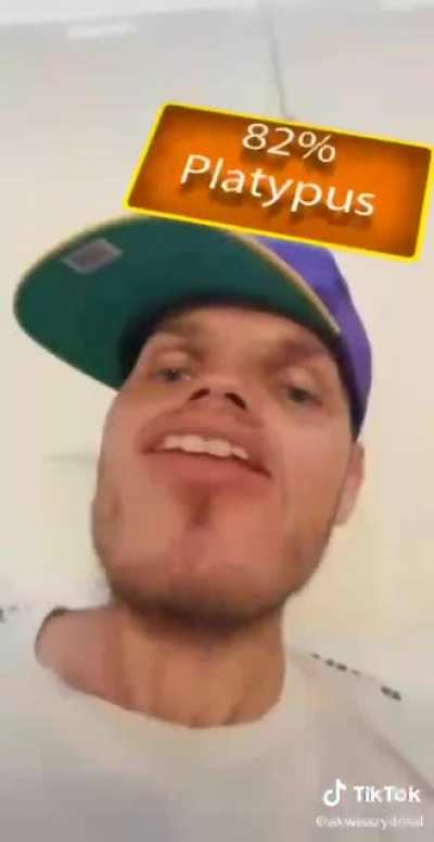 yo ngl i think im part platypus