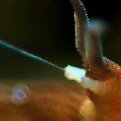 ? Velvet Worms use slime as a weapon, they squirt a sticky quick hardening slime from a pair of glands on their heads. After the prey is snared, the worm bites into it, injecting digestive saliva that helps liquify the insides for easier snacking.