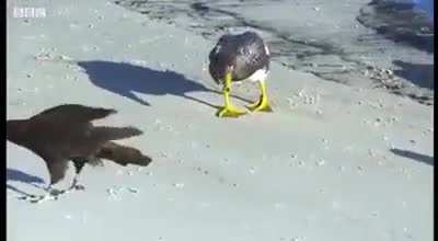 ? Ducks rescued a penguin that was being hunted by falcons