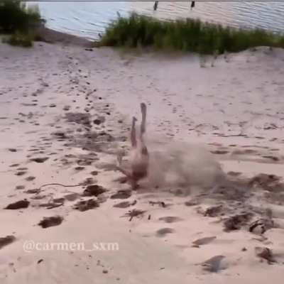 HMC while I imitate tumbleweed