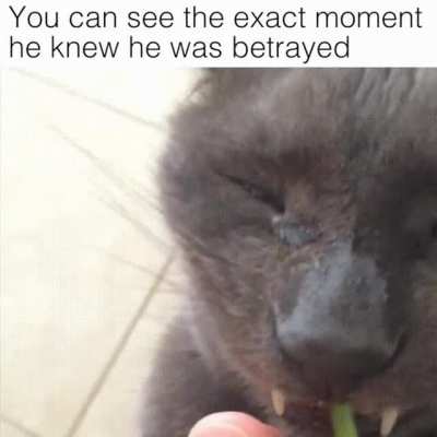 Catto Sad