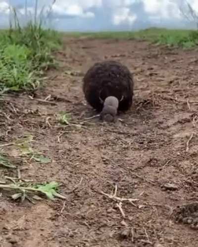 ? The strongest insects in the world are dung beetles. They are capable of pushing a weight more than 1,000 times their own. It's as if the average person could lift 80 tons.