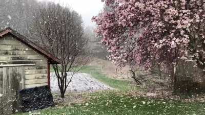 ? April snow with magnolia, Deerfield, MA