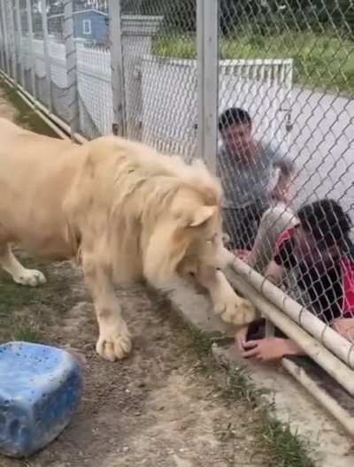 You must comply by the rules?
