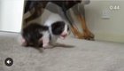 Hand rearing a couple of kittens. Doberman lends a hand. I mean tongue. [OC]