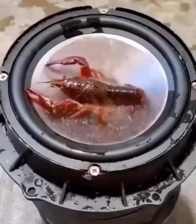 that poor crawfish :(