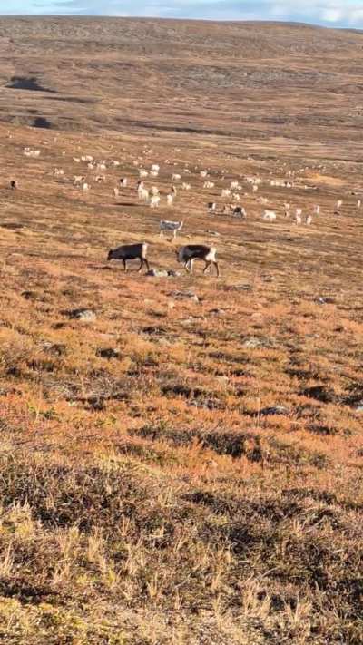 ? During the rut, when a female is in heat, a male will guard her from other males, but he will also make sure she doesn't leave until he has mounted her