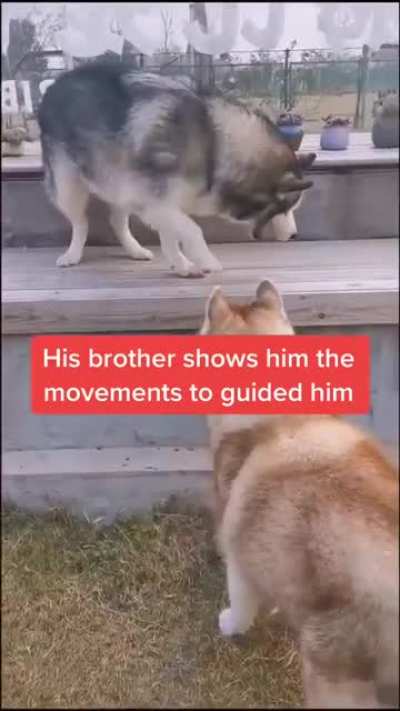 His brother guides him. God bless these dogs ?♥️?