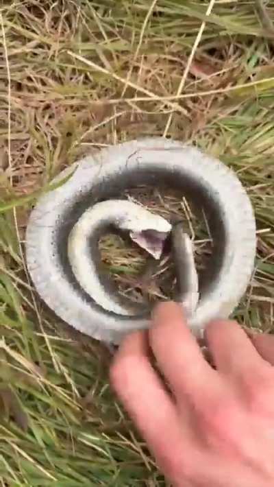 ? Defensive behavior of eastern hognose snake