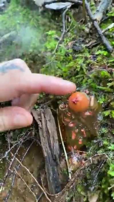 ? a firey red Calastoma cinnabarinum fungus and its spores