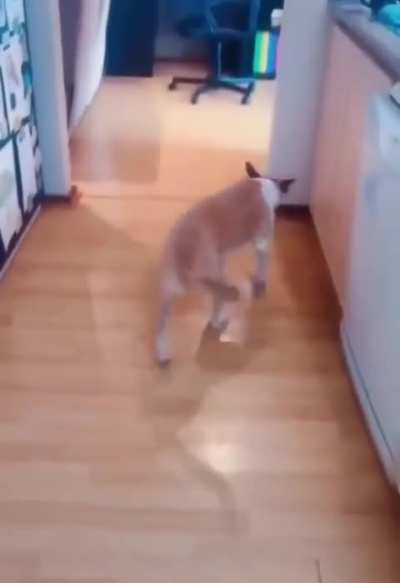 The "Trust Issues" backwards treat walk.