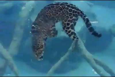 ? Underwater leopard