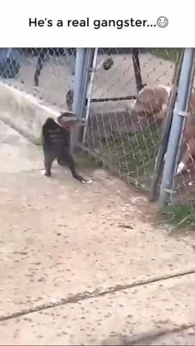 The cat woke up n chose violence that day ???