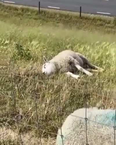 Nap & Snack ?